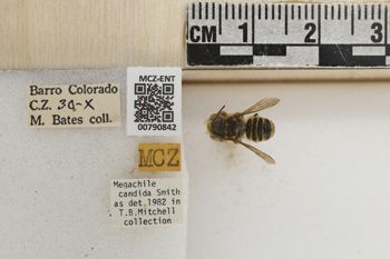 Media type: image;   Entomology 790842 Aspect: Labels